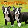 2027 BrownTrout Boston Terrier Puppies 12" x 12" Monthly Wall Calendar (9798330712281)~#|#~sp320817098_sc7