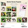 2027 BrownTrout Boston Terrier Puppies 12" x 12" Monthly Wall Calendar (9798330712281)~#|#~sp320817099_sc7