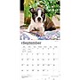 2027 BrownTrout Boston Terrier Puppies 12" x 12" Monthly Wall Calendar (9798330712281)~#|#~sp320817101_sc7