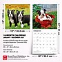 2027 BrownTrout Boston Terrier Puppies 12" x 12" Monthly Wall Calendar (9798330712281)~#|#~sp320817104_sc7