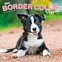 2027 BrownTrout Border Collie Puppies 12" x 12" Monthly Wall Calendar (9798330712267)~#|#~sp320817118_sc7