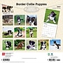 2027 BrownTrout Border Collie Puppies 12" x 12" Monthly Wall Calendar (9798330712267)~#|#~sp320817119_sc7