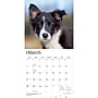 2027 BrownTrout Border Collie Puppies 12" x 12" Monthly Wall Calendar (9798330712267)~#|#~sp320817120_sc7