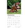 2027 BrownTrout Border Collie Puppies 12" x 12" Monthly Wall Calendar (9798330712267)~#|#~sp320817121_sc7