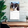 2027 BrownTrout Border Collie Puppies 12" x 12" Monthly Wall Calendar (9798330712267)~#|#~sp320817122_sc7