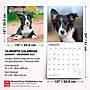 2027 BrownTrout Border Collie Puppies 12" x 12" Monthly Wall Calendar (9798330712267)~#|#~sp320817124_sc7