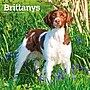 2027 BrownTrout Brittanys 12" x 12" Monthly Wall Calendar (9798330712311)~#|#~sp320817139_sc7