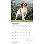 2027 BrownTrout Brittanys 12" x 12" Monthly Wall Calendar (9798330712311)~#|#~sp320817141_sc7
