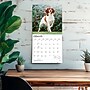 2027 BrownTrout Brittanys 12" x 12" Monthly Wall Calendar (9798330712311)~#|#~sp320817143_sc7