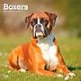 2027 BrownTrout Boxers International Edition 12" x 12" Monthly Wall Calendar (9798330712304)~#|#~sp320817149_sc7
