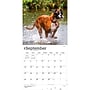 2027 BrownTrout Boxers International Edition 12" x 12" Monthly Wall Calendar (9798330712304)~#|#~sp320817152_sc7