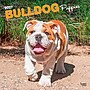 2027 BrownTrout Bulldog Puppies 12" x 12" Monthly Wall Calendar (9798330712328)~#|#~sp320817159_sc7