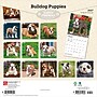 2027 BrownTrout Bulldog Puppies 12" x 12" Monthly Wall Calendar (9798330712328)~#|#~sp320817160_sc7
