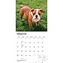 2027 BrownTrout Bulldog Puppies 12" x 12" Monthly Wall Calendar (9798330712328)~#|#~sp320817161_sc7