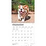 2027 BrownTrout Bulldog Puppies 12" x 12" Monthly Wall Calendar (9798330712328)~#|#~sp320817162_sc7