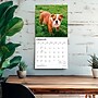 2027 BrownTrout Bulldog Puppies 12" x 12" Monthly Wall Calendar (9798330712328)~#|#~sp320817163_sc7