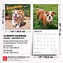 2027 BrownTrout Bulldog Puppies 12" x 12" Monthly Wall Calendar (9798330712328)~#|#~sp320817165_sc7