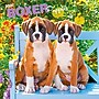 2027 BrownTrout Boxer Puppies 12" x 12" Monthly Wall Calendar (9798330714117)~#|#~sp320817189_sc7