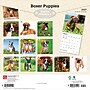 2027 BrownTrout Boxer Puppies 12" x 12" Monthly Wall Calendar (9798330714117)~#|#~sp320817190_sc7