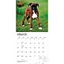 2027 BrownTrout Boxer Puppies 12" x 12" Monthly Wall Calendar (9798330714117)~#|#~sp320817191_sc7