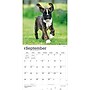 2027 BrownTrout Boxer Puppies 12" x 12" Monthly Wall Calendar (9798330714117)~#|#~sp320817192_sc7