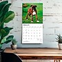 2027 BrownTrout Boxer Puppies 12" x 12" Monthly Wall Calendar (9798330714117)~#|#~sp320817193_sc7