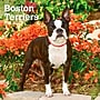 2027 BrownTrout Boston Terriers 12" x 12" Monthly Wall Calendar (9798330712298)~#|#~sp320817199_sc7