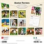 2027 BrownTrout Boston Terriers 12" x 12" Monthly Wall Calendar (9798330712298)~#|#~sp320817200_sc7