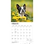 2027 BrownTrout Boston Terriers 12" x 12" Monthly Wall Calendar (9798330712298)~#|#~sp320817201_sc7