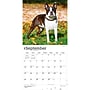 2027 BrownTrout Boston Terriers 12" x 12" Monthly Wall Calendar (9798330712298)~#|#~sp320817202_sc7
