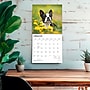 2027 BrownTrout Boston Terriers 12" x 12" Monthly Wall Calendar (9798330712298)~#|#~sp320817203_sc7