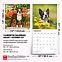 2027 BrownTrout Boston Terriers 12" x 12" Monthly Wall Calendar (9798330712298)~#|#~sp320817205_sc7