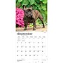 2027 BrownTrout French Bulldogs 12" x 12" Monthly Wall Calendar (9798330712434)~#|#~sp320817236_sc7