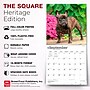 2027 BrownTrout French Bulldogs 12" x 12" Monthly Wall Calendar (9798330712434)~#|#~sp320817238_sc7