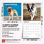 2027 BrownTrout French Bulldogs 12" x 12" Monthly Wall Calendar (9798330712434)~#|#~sp320817239_sc7