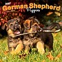 2027 BrownTrout German Shepherd Puppies 12" x 12" Monthly Wall Calendar (9798330714193)~#|#~sp320817263_sc7