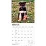 2027 BrownTrout German Shepherd Puppies 12" x 12" Monthly Wall Calendar (9798330714193)~#|#~sp320817265_sc7