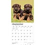 2027 BrownTrout German Shepherd Puppies 12" x 12" Monthly Wall Calendar (9798330714193)~#|#~sp320817266_sc7