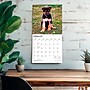 2027 BrownTrout German Shepherd Puppies 12" x 12" Monthly Wall Calendar (9798330714193)~#|#~sp320817267_sc7