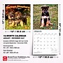 2027 BrownTrout German Shepherd Puppies 12" x 12" Monthly Wall Calendar (9798330714193)~#|#~sp320817269_sc7