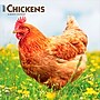 2027 BrownTrout Chickens 12" x 12" Monthly Wall Calendar (9798330711871)~#|#~sp320817351_sc7