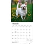 2027 BrownTrout Chihuahuas 12" x 12" Monthly Wall Calendar (9798330712366)~#|#~sp320817383_sc7