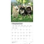 2027 BrownTrout Chihuahuas 12" x 12" Monthly Wall Calendar (9798330712366)~#|#~sp320817384_sc7