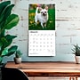 2027 BrownTrout Chihuahuas 12" x 12" Monthly Wall Calendar (9798330712366)~#|#~sp320817385_sc7