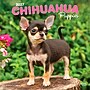 2027 BrownTrout Chihuahua Puppies 12" x 12" Monthly Wall Calendar (9798330712359)~#|#~sp320817411_sc7
