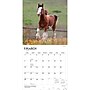 2027 BrownTrout Clydesdales 12" x 12" Monthly Wall Calendar (9798330711963)~#|#~sp320817445_sc7