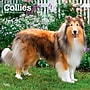2027 BrownTrout Collies 12" x 12" Monthly Wall Calendar (9798330712373)~#|#~sp320817453_sc7