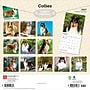 2027 BrownTrout Collies 12" x 12" Monthly Wall Calendar (9798330712373)~#|#~sp320817454_sc7
