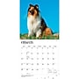 2027 BrownTrout Collies 12" x 12" Monthly Wall Calendar (9798330712373)~#|#~sp320817455_sc7
