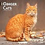 2027 BrownTrout Ginger Cats 12" x 12" Monthly Wall Calendar (9798330711789)~#|#~sp320817483_sc7